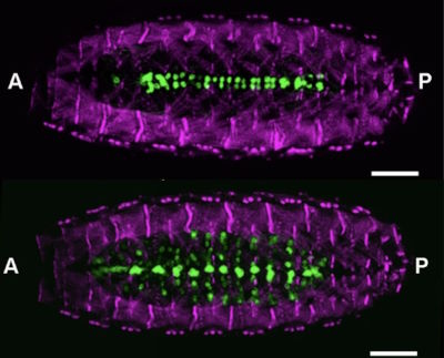 A new collaborative publication by Karkali et al. in Nature Communications on the role of the phosphatase Puckered in pioneer neurons.