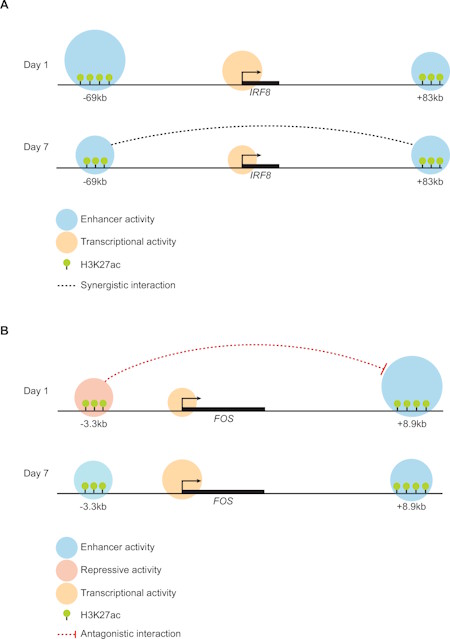 Research by Antonis Klonizakis et al. at the Nikolaou lab uncovers a hidden layer of complexity in mammalian gene regulation and hints at the existence of 