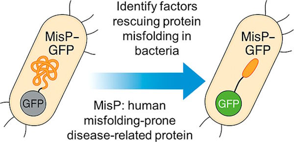 Research from the Skretas Lab Optimizes a High-Throughput Screen for Monitoring Disease-Associated Protein Misfolding and Aggregation in Bacteria.