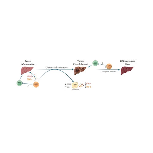 Research from the Verykokakis lab revealed that NKT cells can act as a “double-edged sword” in liver cancer, contributing to tumor formation early on, but helping to slow tumor growth at later stages.