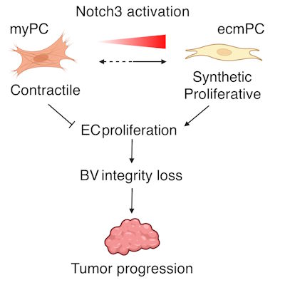 Research by Niki Chalkidi and Athanasia Stavropoulou at the Koliaraki Lab reveals that Notch3 regulates pericyte phenotypic plasticity in colorectal cancer.