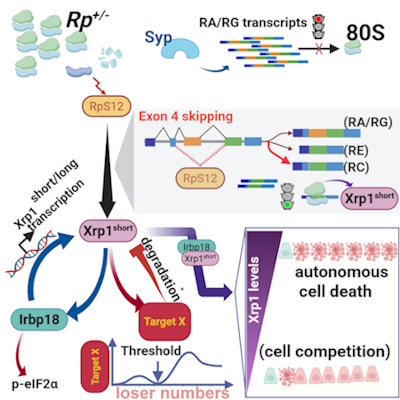 A new study from the Kiparaki lab reveals that RpS12-mediated induction of the Xrp1short isoform links ribosomal protein mutations to cell competition.