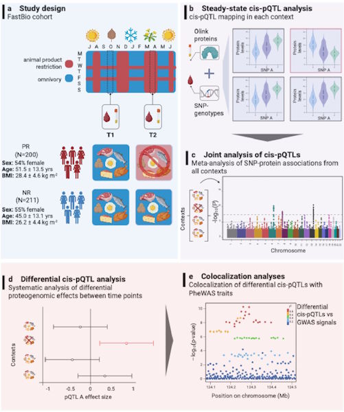 Simistiras et al from the Dimas lab have shown that genetic variants can regulate plasma protein levels differently depending on the diet consumed, highlighting the importance of considering both genes and environment in precision prevention strategies.
