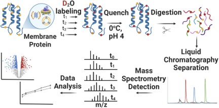 Politis Lab published a new Perspective in Chemical Science, presenting advances and challenges in probing protein–lipid interactions using HDX-Mass Spectrometry.