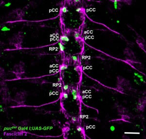 Karkali et al. have published a paper in Nature Communications, demonstrating the role of JNK signaling in Ventral Nerve Cord architecture. 