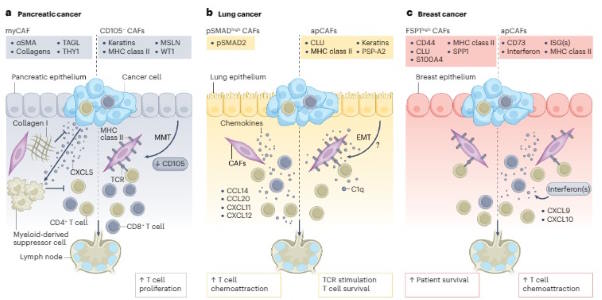Tsoumakidou published a new Perspective at Nature Reviews Cancer, presenting novel concepts on immune stimulating cancer-associated fibroblasts. 