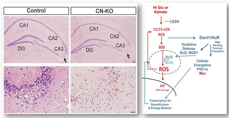 Left: Histology of brain hippocampus in mice lacking Elavl1/HuR (CN-KO) in neurons demonstrating the extensive neurodegenerative response to overt glutamatargic activation relative to what is seen in control mice. Right: Proposed scheme of HuR’s interactions providing defense (blue) to oxidative networks (red) promoting neurodegeneration.